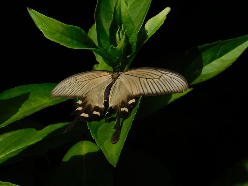 ジャコウアゲハ（♀）