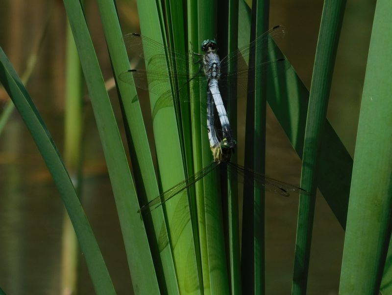 シオカラトンボのカップル