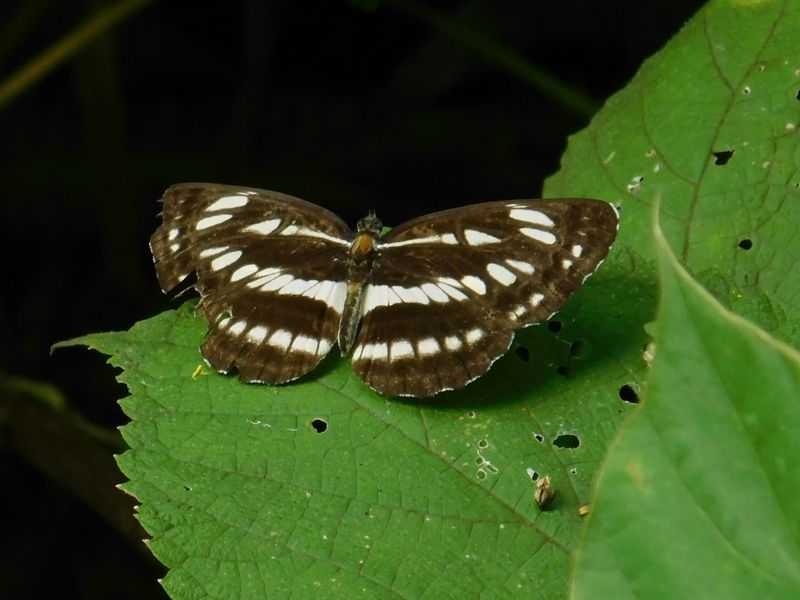 ボロになってきたコミスジ