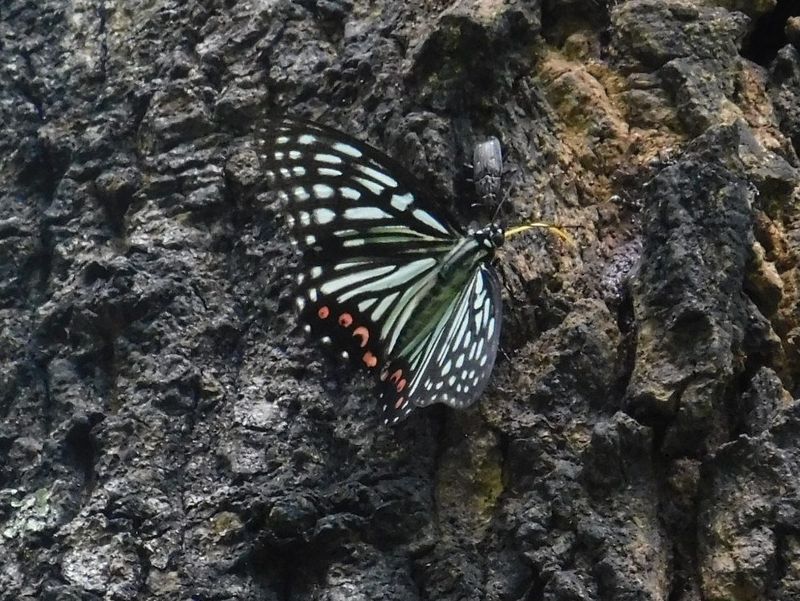 樹液にアカボシゴマダラ（夏型）
