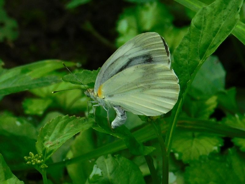 産卵するスジグロシロチョウ夏型