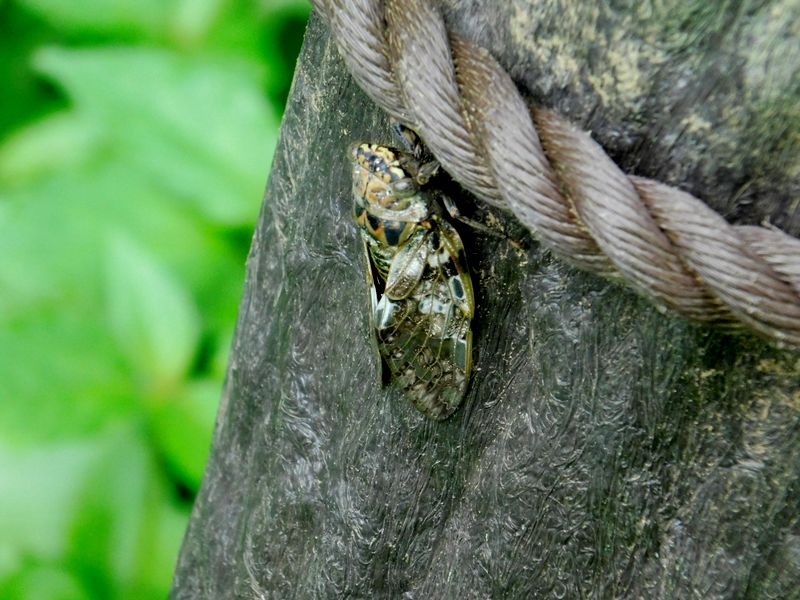 コンクリートの杭にニイニイゼミ
