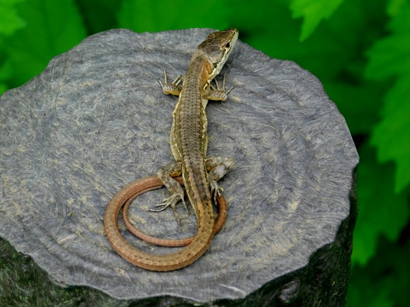 ニホンカナヘビは尾が長い