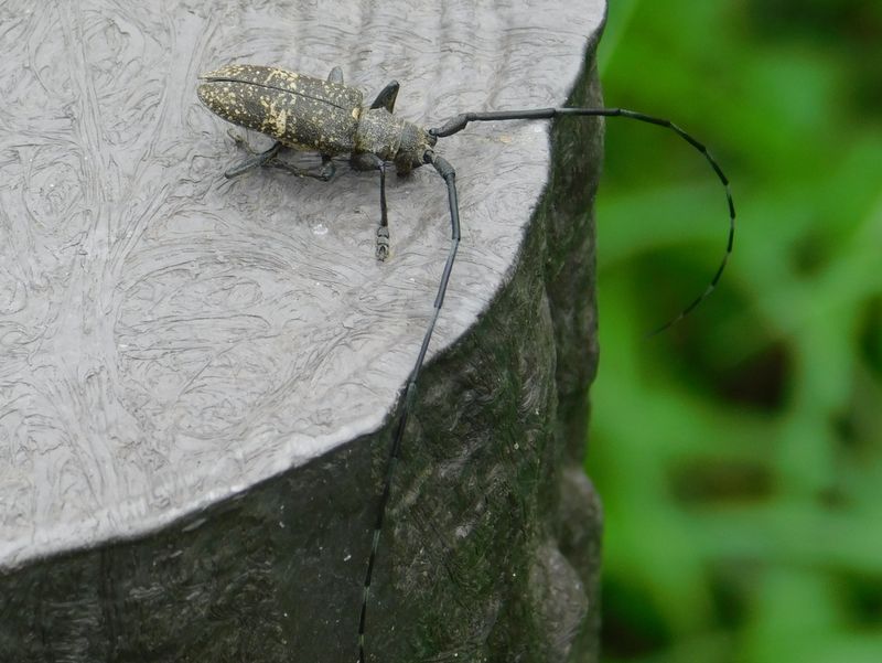 ヒメヒゲナガカミキリ