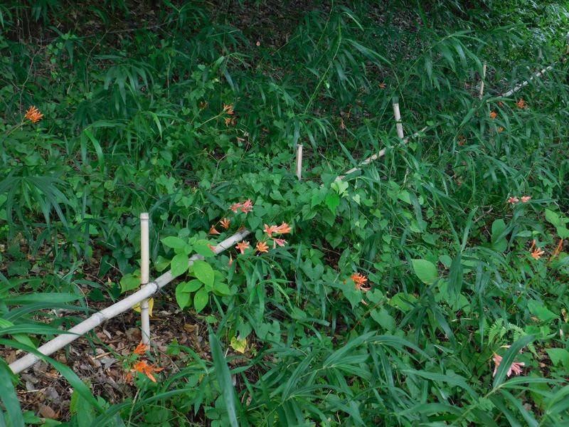 キツネノカミソリが多い