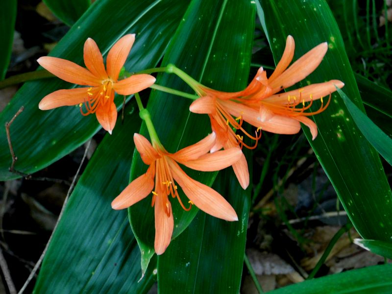 笹葉の上で咲くキツネノカミソリ