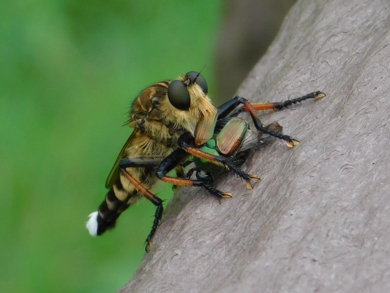 マメコガネを捕えたシオヤアブ（♂）