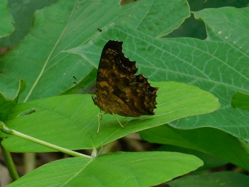 キタテハ開け！