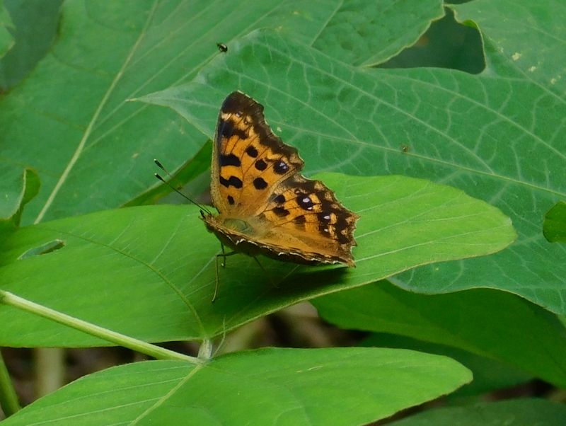 キタテハ、開いた！