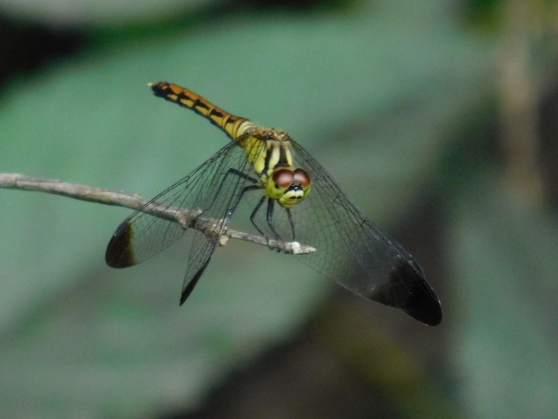 マユタテアカネ（♀）