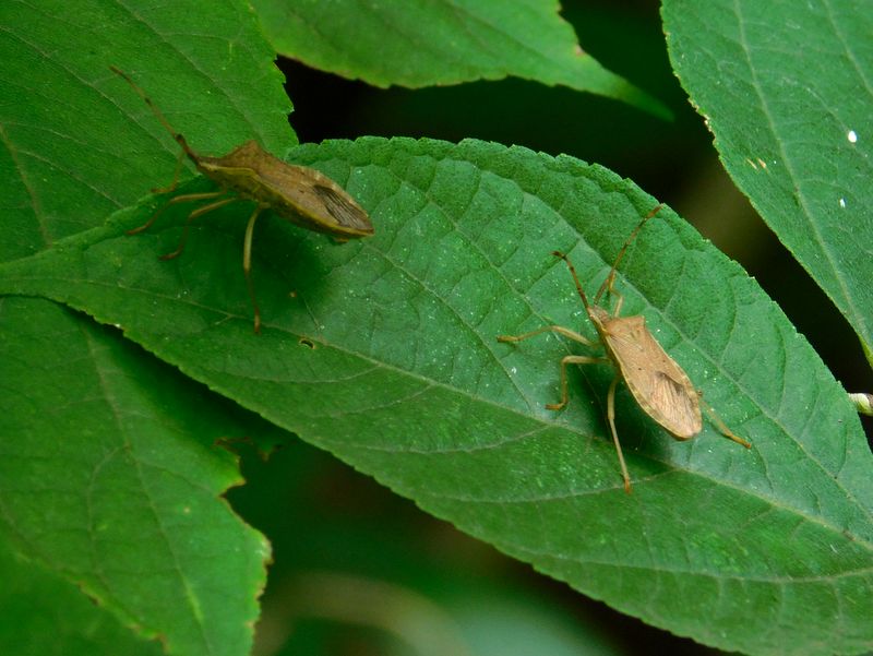 ホシハラビロヘリカメムシ