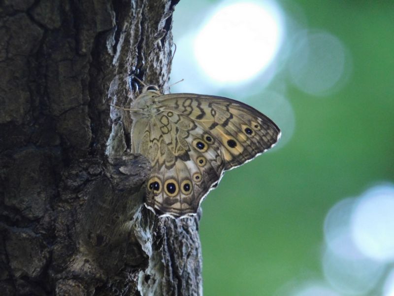 サトキマダラヒカゲ