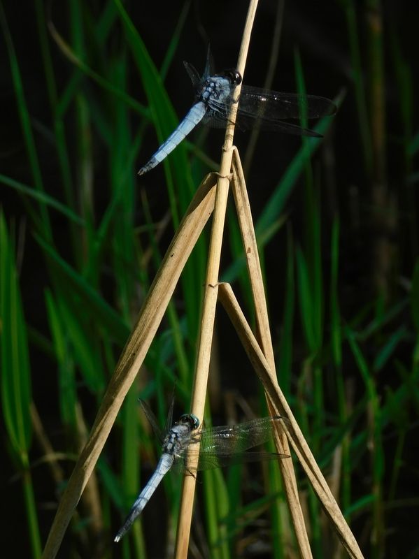 オオシオカラトンボとシオカラトンボ