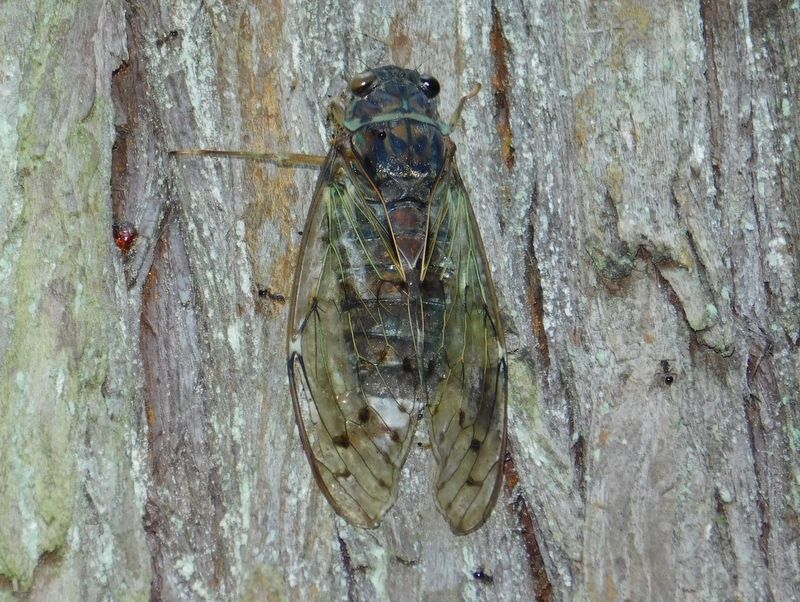 ヒグラシが杉の木に