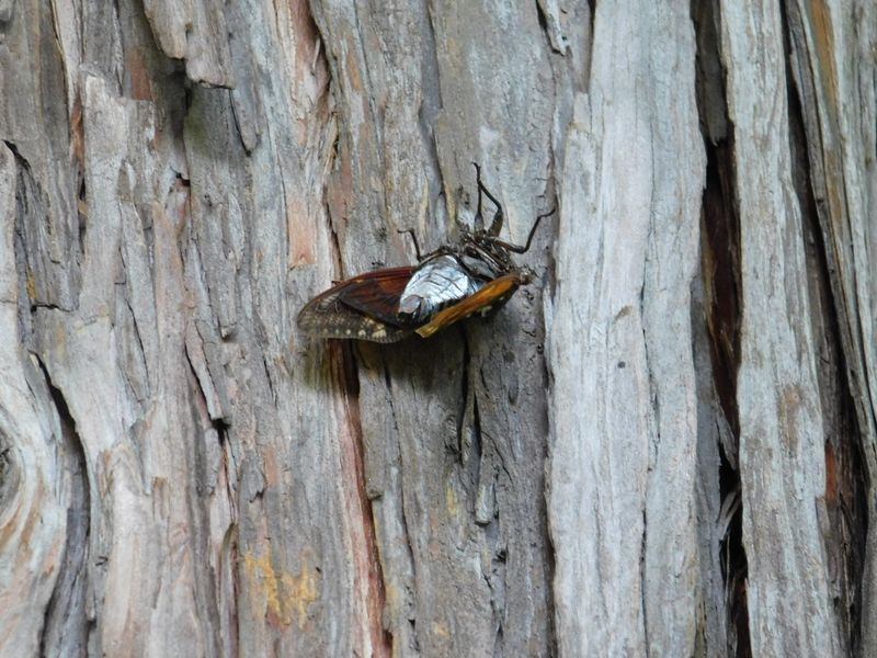 どうしてこのように？