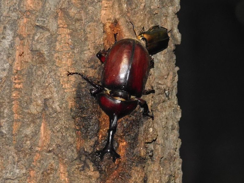 カブトムシ（♂）