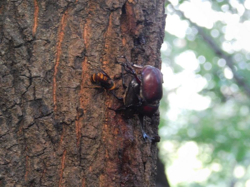 カブトムシの交尾開始