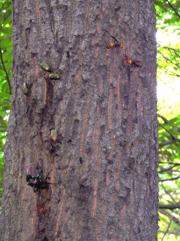 カブトムシの付近では
