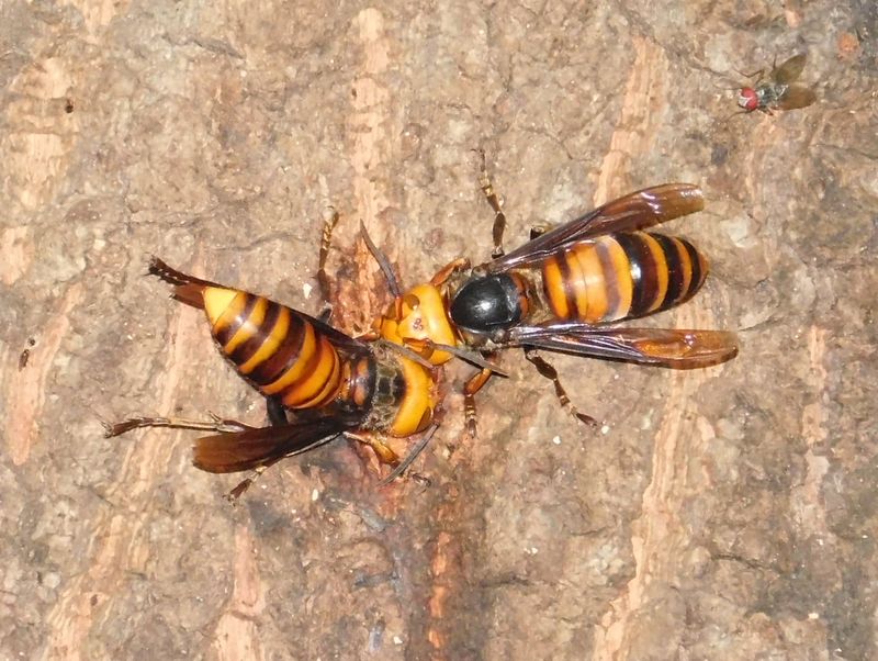 オオスズメバチが怖い