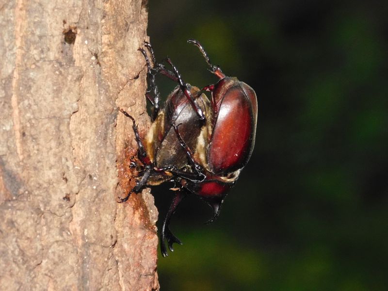カブトムシさん、交尾も難しそう