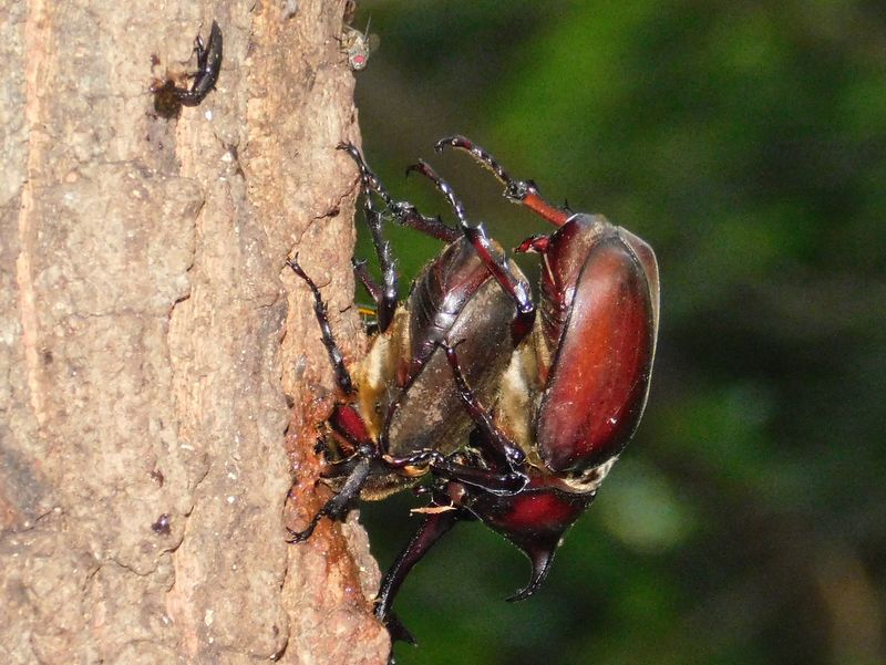 カブトムシの交接器が離れている