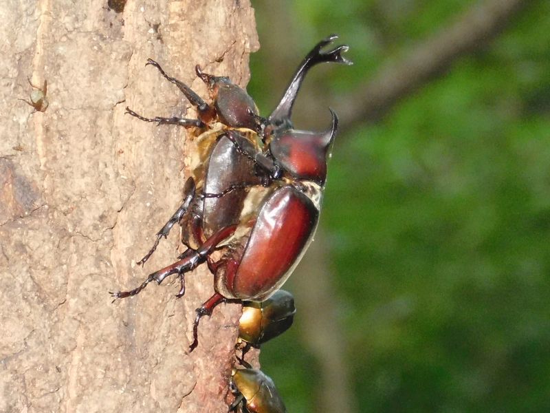 カブトムシの交尾、体勢を立て直して