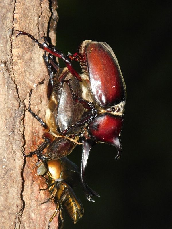 カブトムシの交尾、簡単じゃなさそう