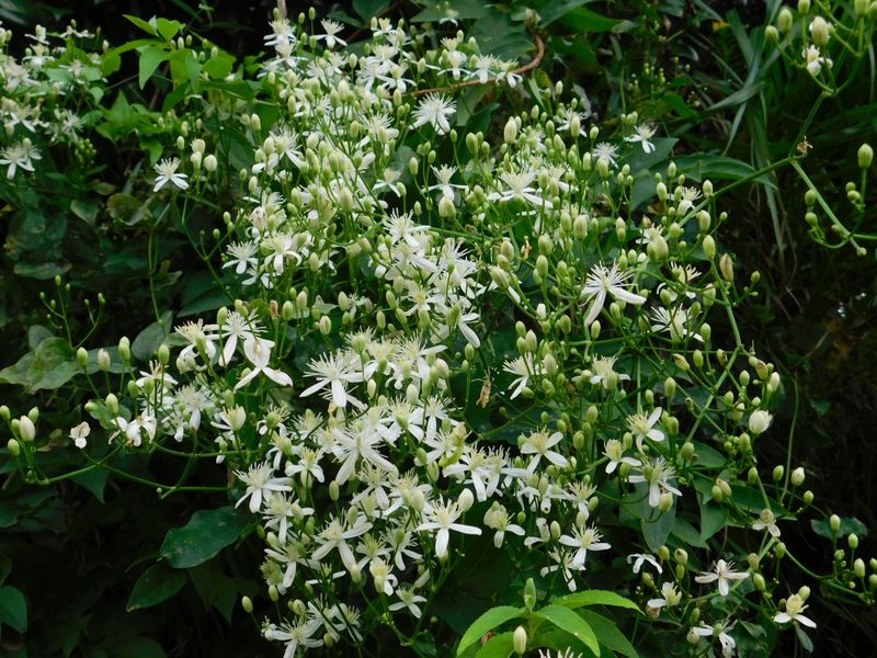センニンソウからヘリオトロープのような芳香
