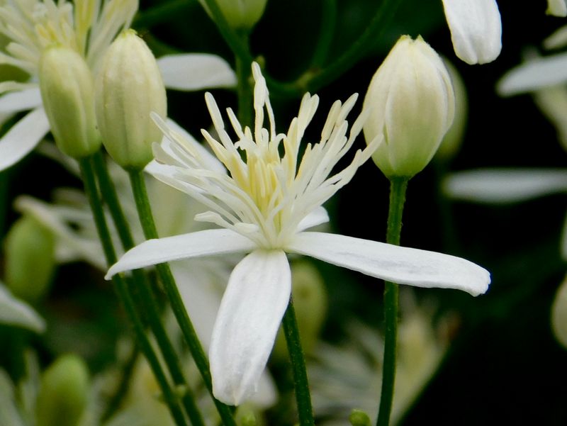センニンソウに鼻を近づける