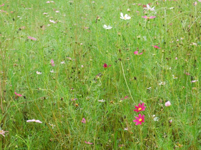 コスモスは夏休みかな？
