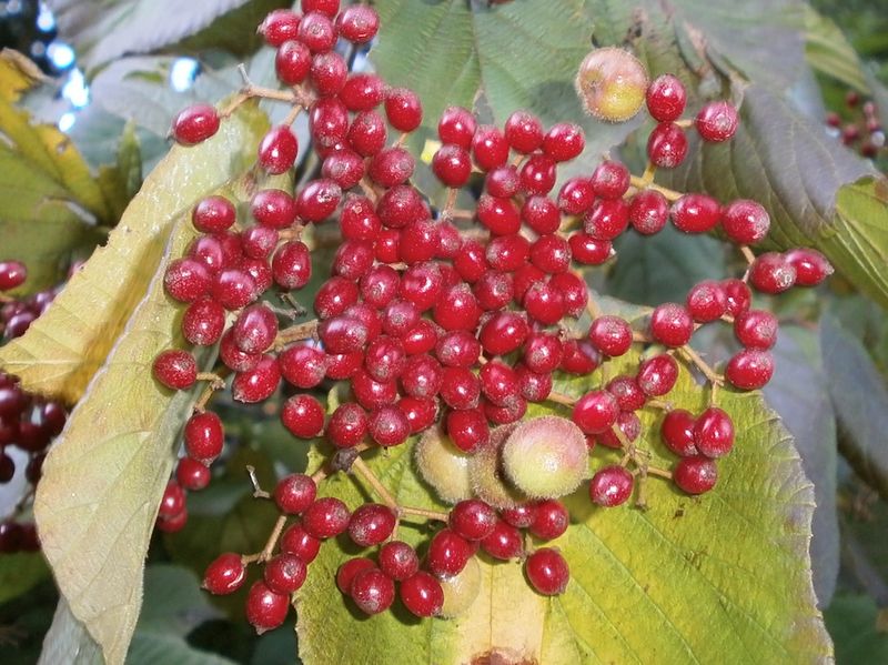 ガマズミミケフシ（虫こぶ）