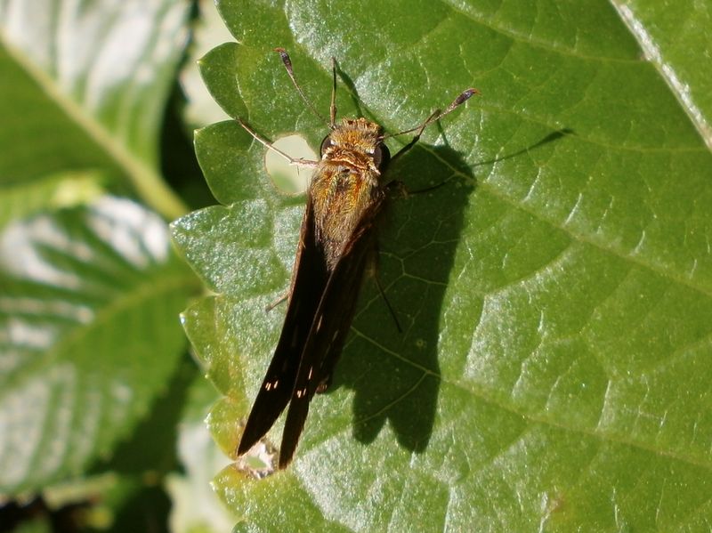イチモンジセセリ（上から）