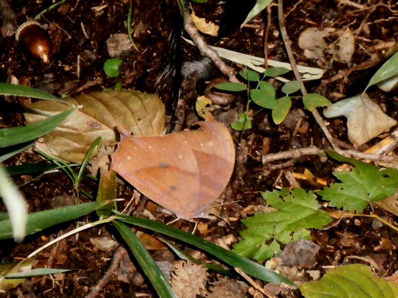 クロコノマチョウ
