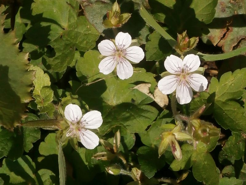 ゲンノショウコ