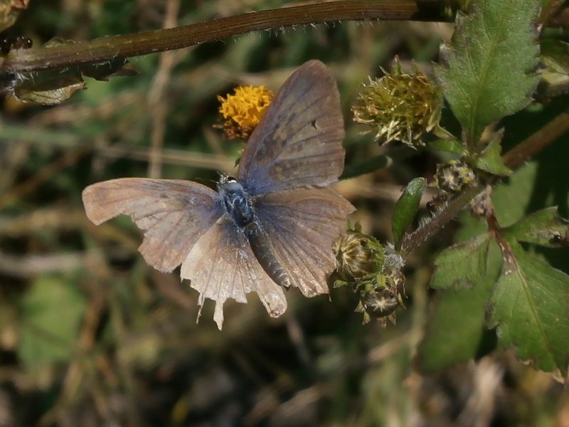 ウラナミシジミ