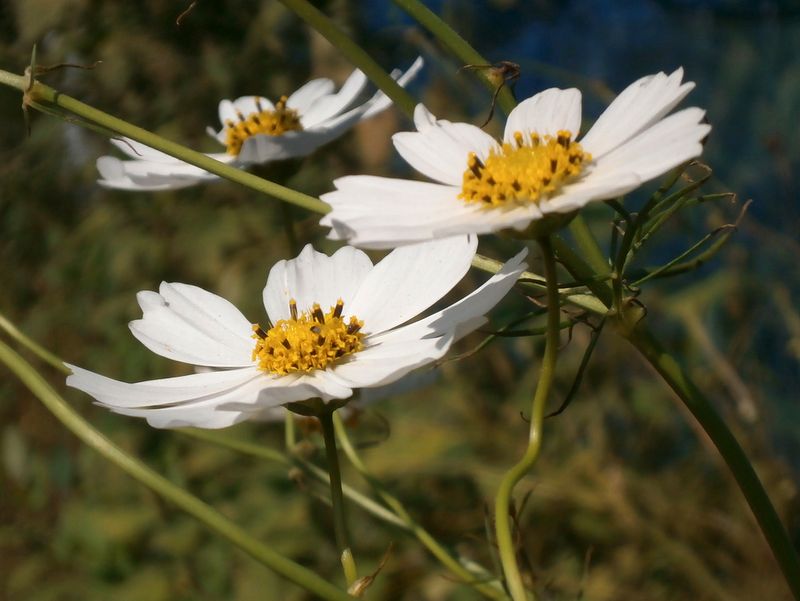 白花のコスモス