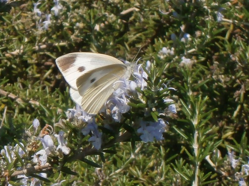 モンシロチョウ