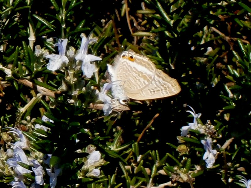 ウラナミシジミ（裏）