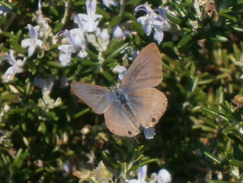 ウラナミシジミ（表）