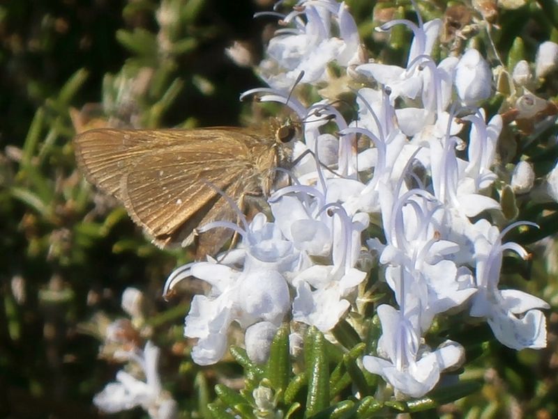 チャバネセセリ