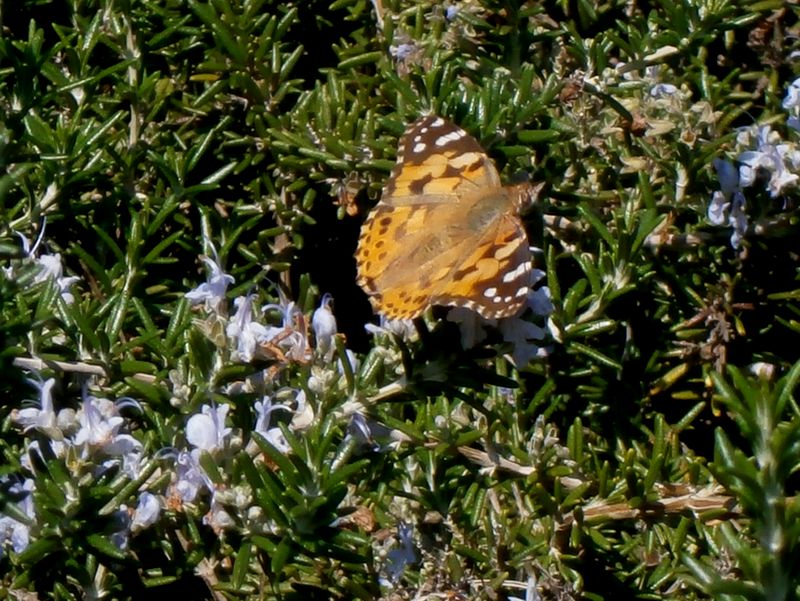 ヒメアカタテハ