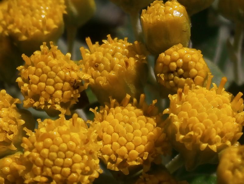 イソギクの花を接写で