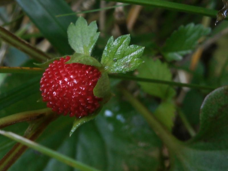 ヤブヘビイチゴ