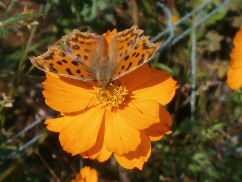 キタテハとキバナコスモス