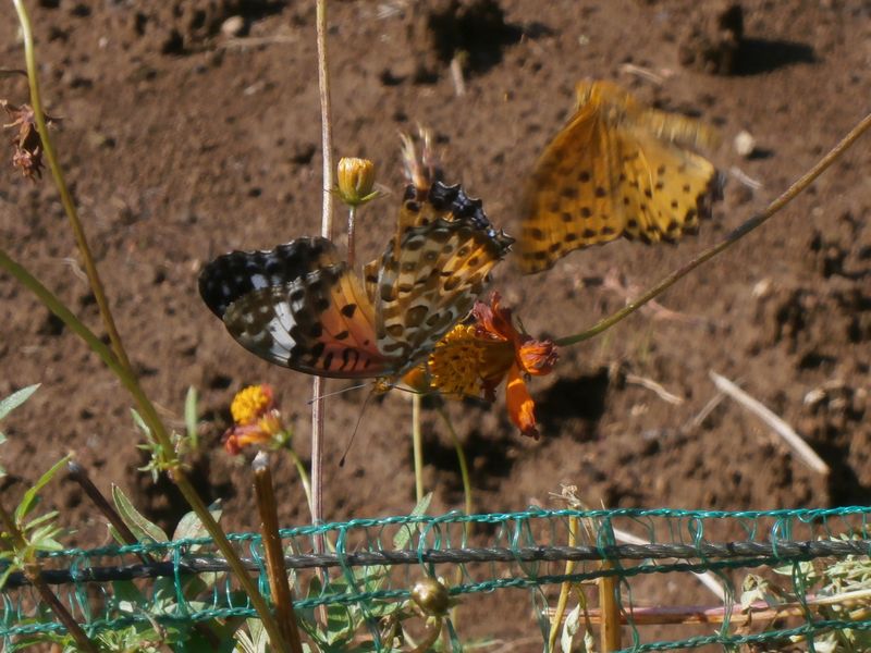 ツマグロヒョウモンの♀と♂