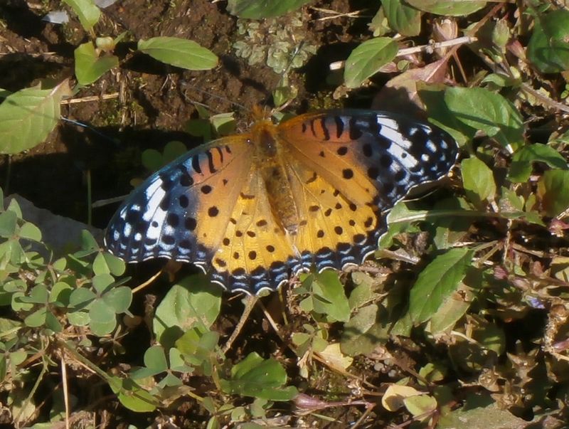 ツマグロヒョウモン（♀）