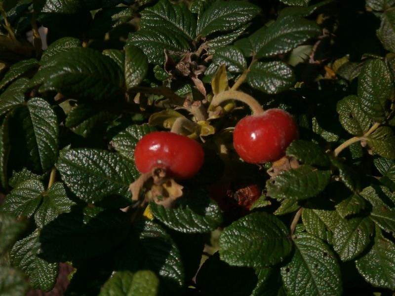 ハマナス（バラ）の実