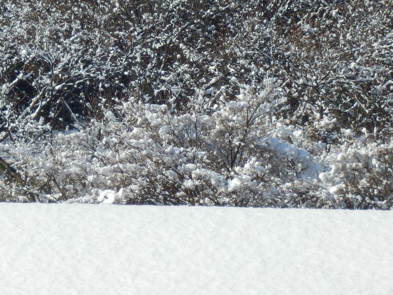 見る分には美しい雪景色