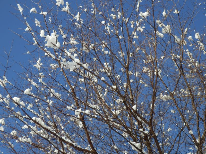 儚く散るんだけど