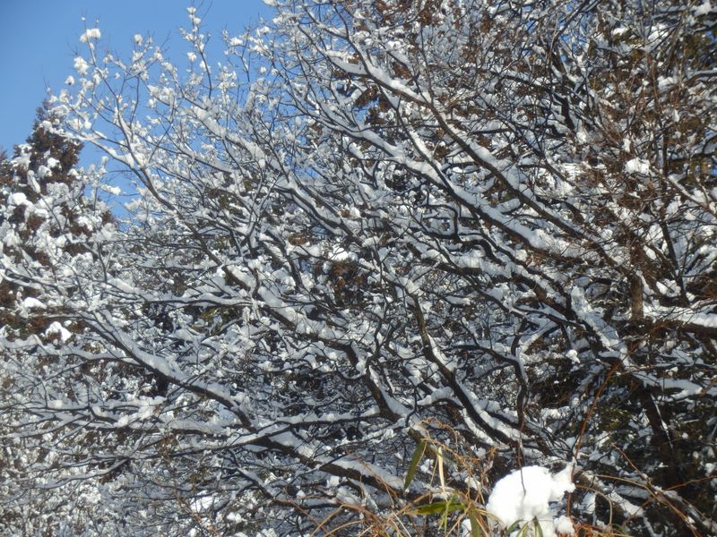 雨氷に似た着雪